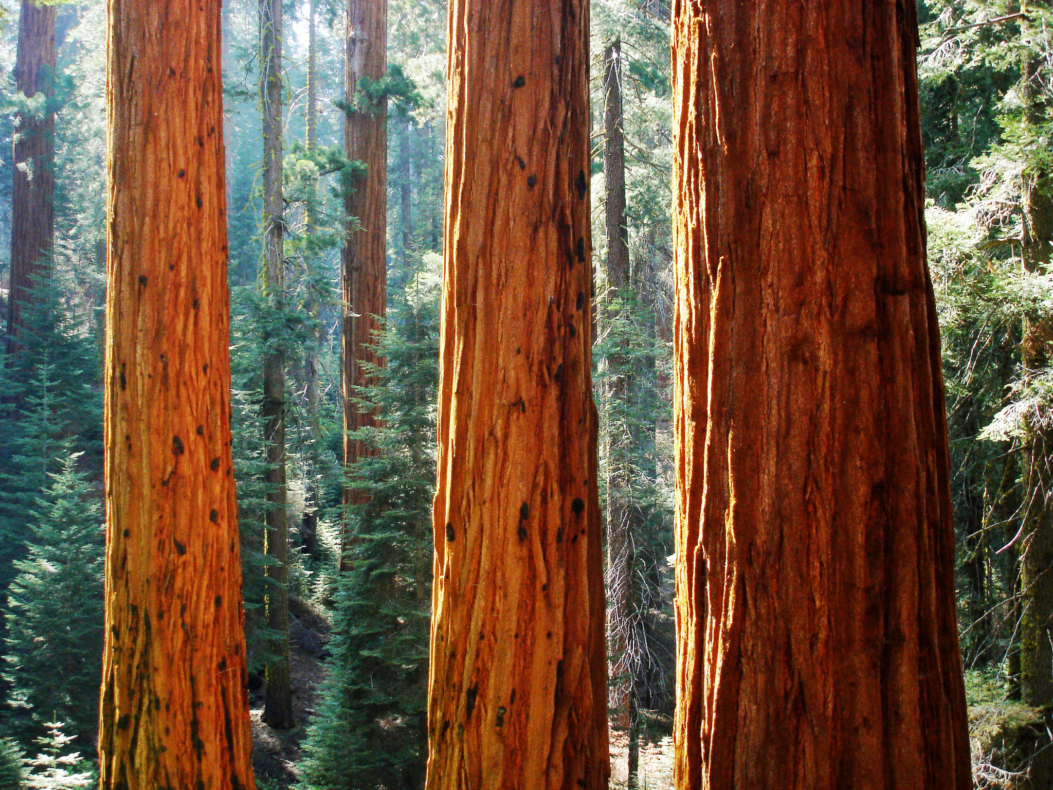 Giant_sequoia_in_Redwood_Canyon_in_Sequoia_National_Park.jpg