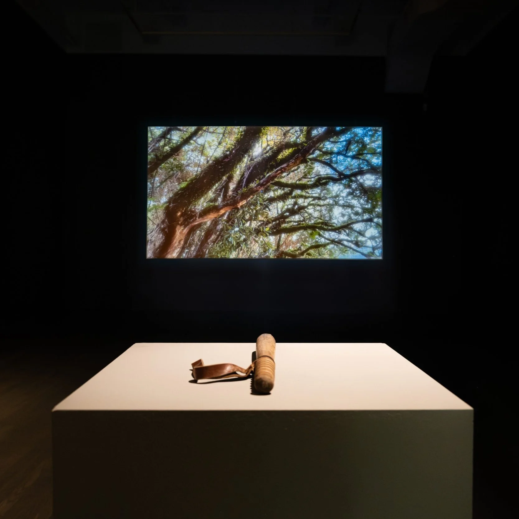 "Luma, Between Memory and Contemplation" by Alexandra Trujillo Tamayo