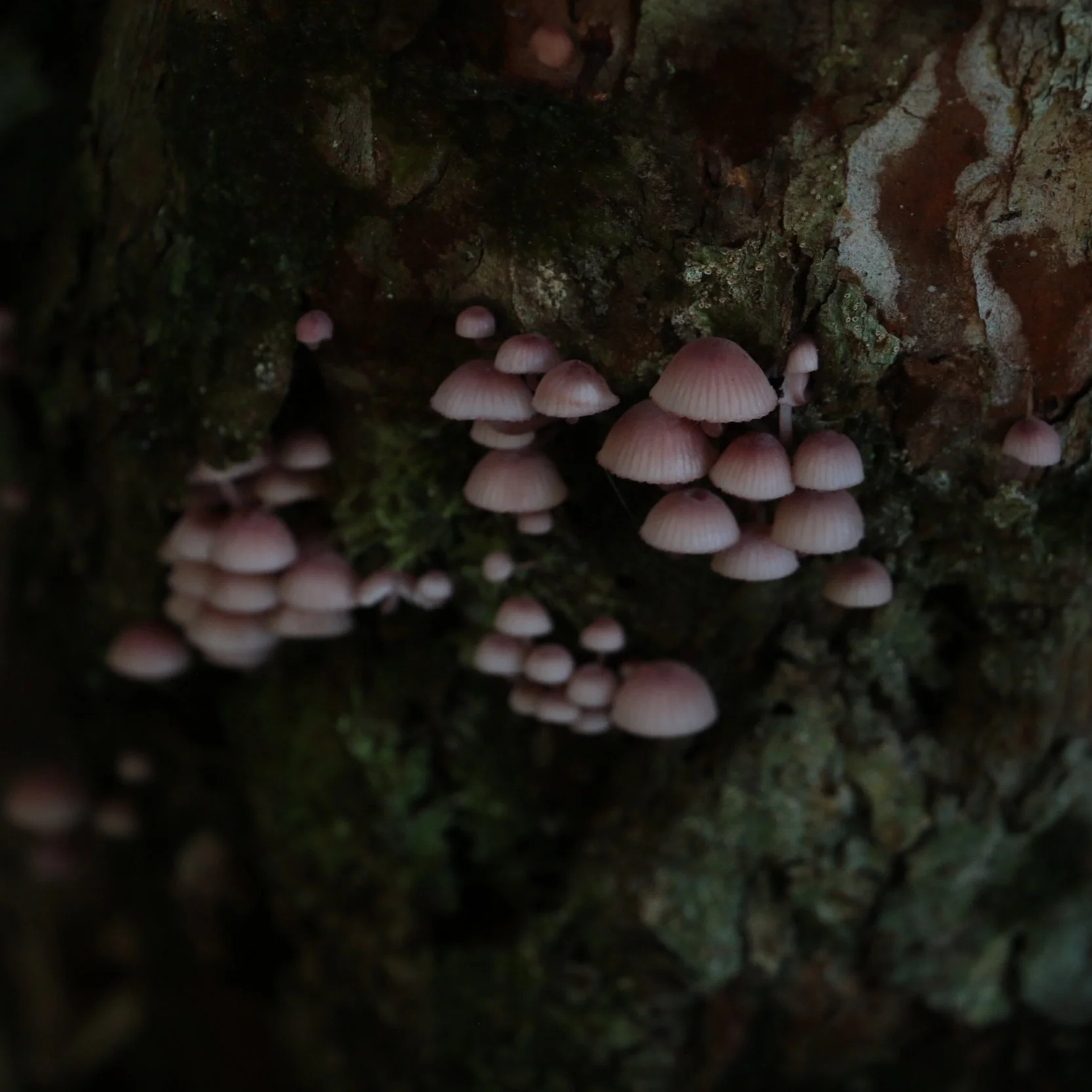 Closing Program: "Luma" by Catalina Tuca