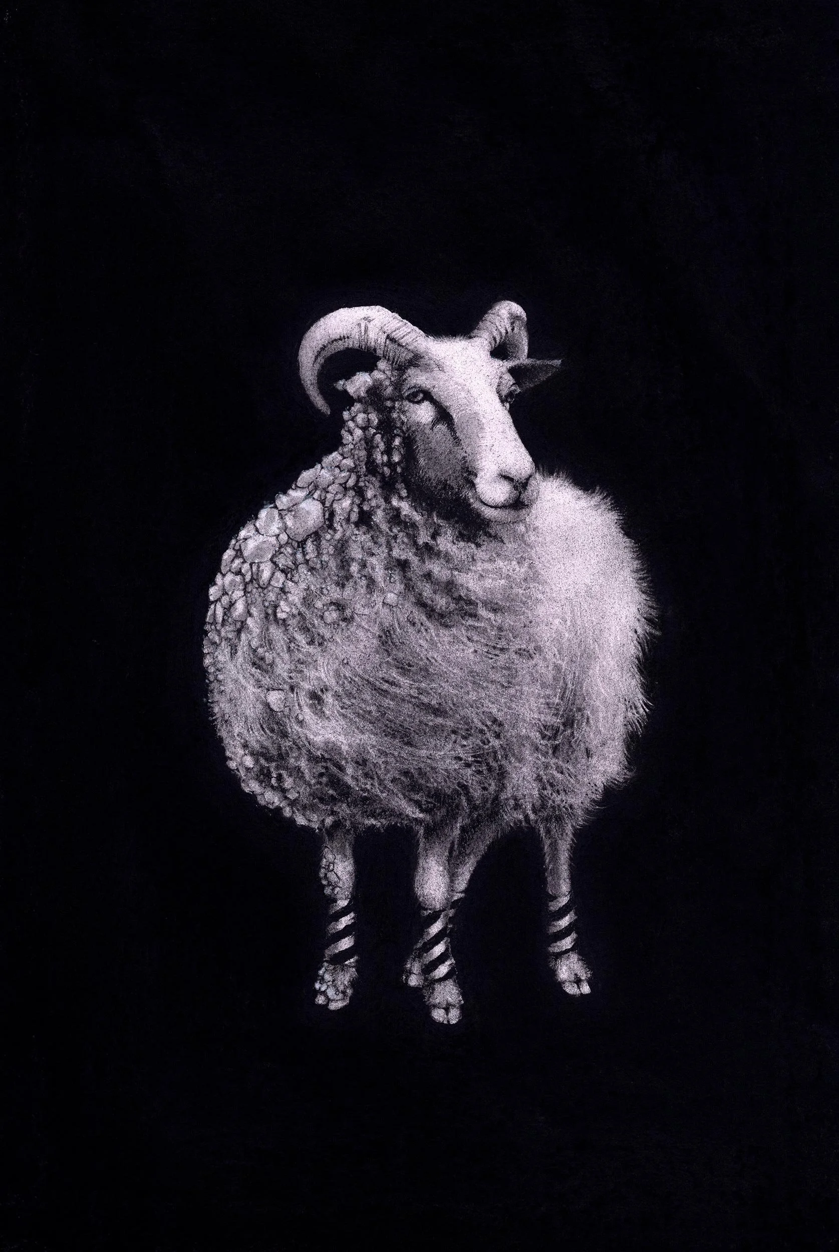 Sheep Study