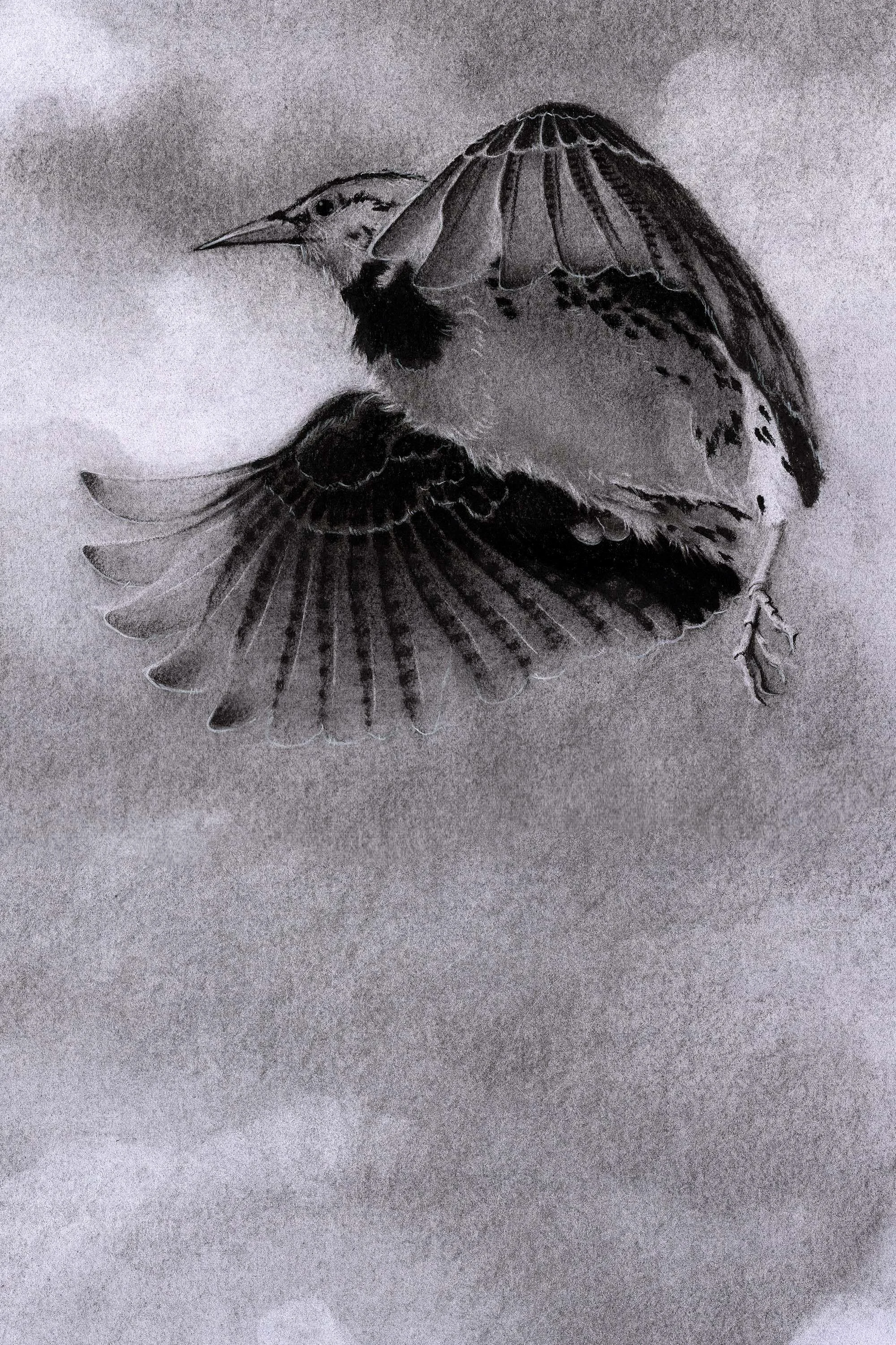 Wilbur_bird_WEB.jpg