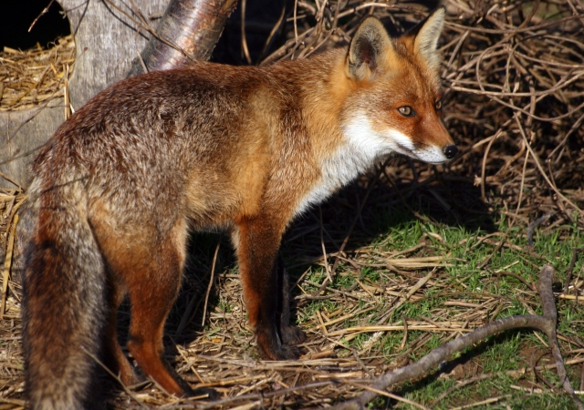 Encounters of the Animal Kind - The Fox — Meher Mount