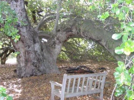 THAT CATHEDRAL TREE is Baba's Tree at Meher Mount. (Laurent Weichberger photo, 2005.)