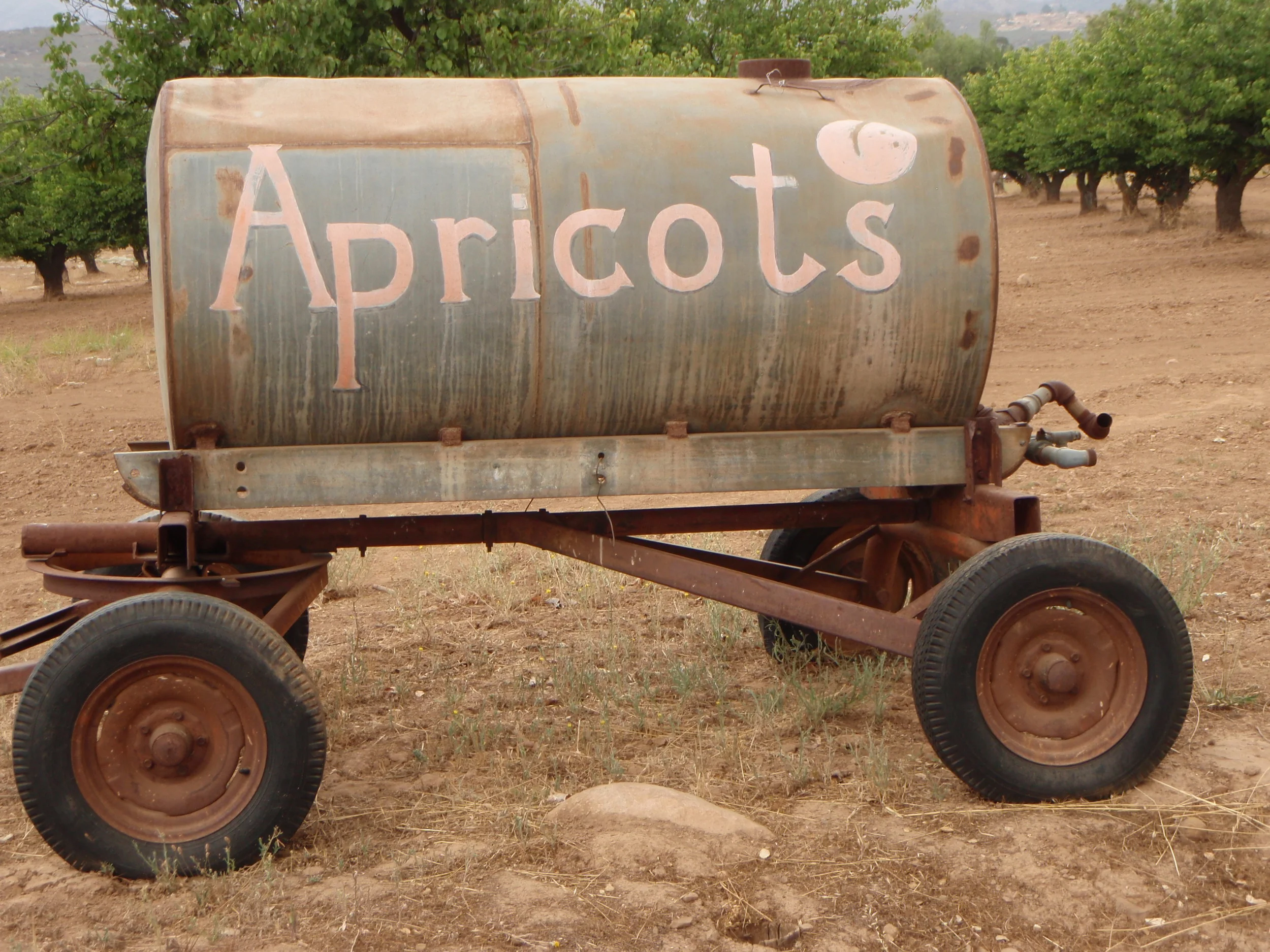 AN APRICOT ORCHARD on Highway 150 just east of the Sulphur Mountain Road turnoff leading to Meher Mount. (Photo: Margaret Magnus, 2012)