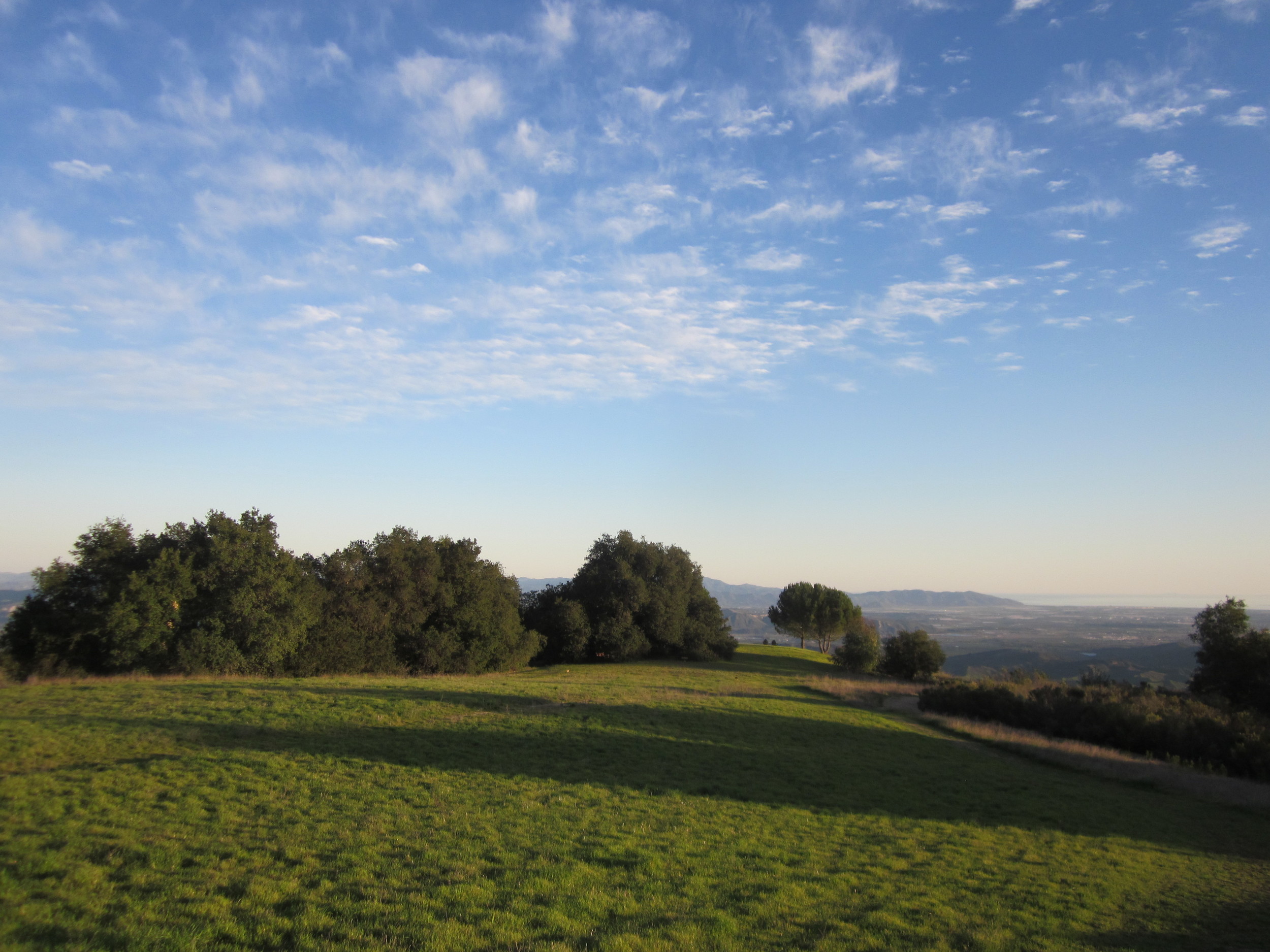 BABA'S TREE in winter with the green meadows in the foreground. (Wayne Myers photo, February 2013.)