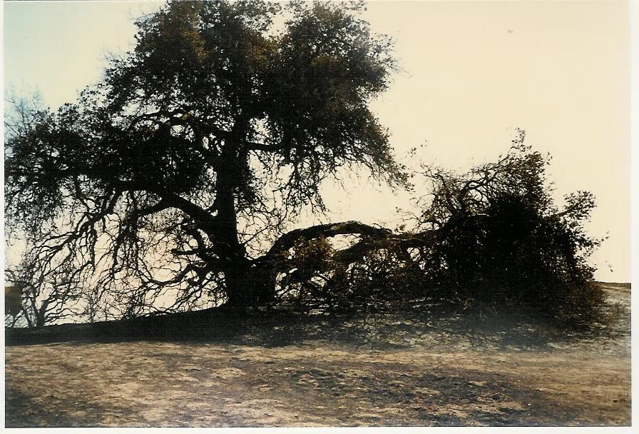 BABA'S TREE days after what Meher Mount calls the "New Life Fire" which occurred on October 14, 1985. (Sam Ervin photo, 1985.)