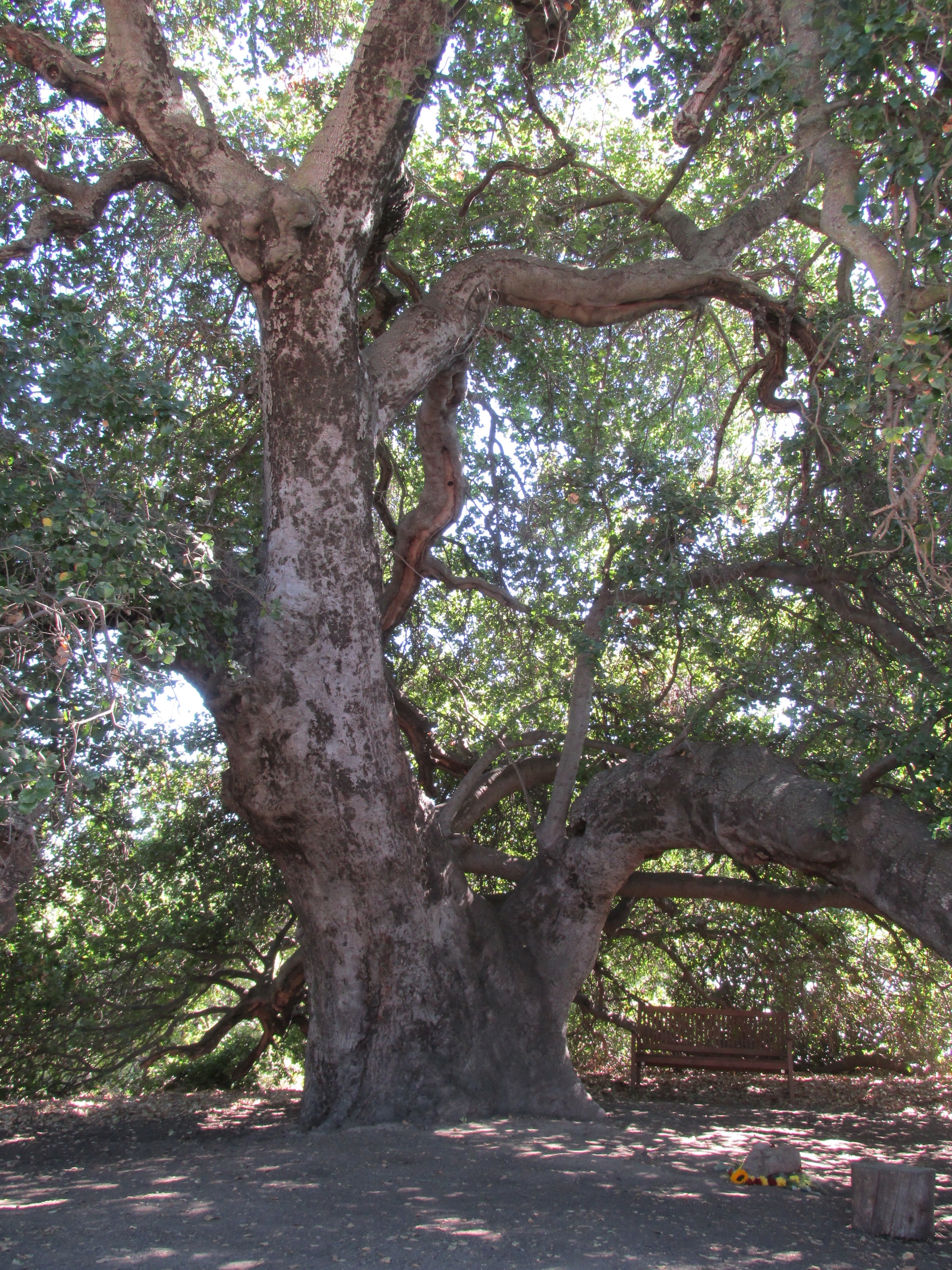 BABA'S TREE at Meher Mount with flowers and a heart rock near the spot where Avatar Meher Baba sat when He visited on August 2, 1956. (Perry Van Houten photo for The Ojai Valley Visitors Guide , Winter 2014 edition.)