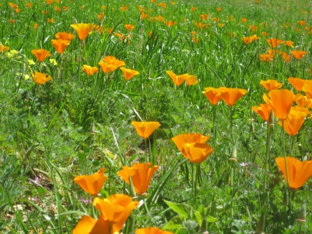 A FIELD OF CALIFORNIA POPPIES in the meadow on the way to Baba's Tree at Meher Mount. (Leslie Bridger photo, April 2011.)