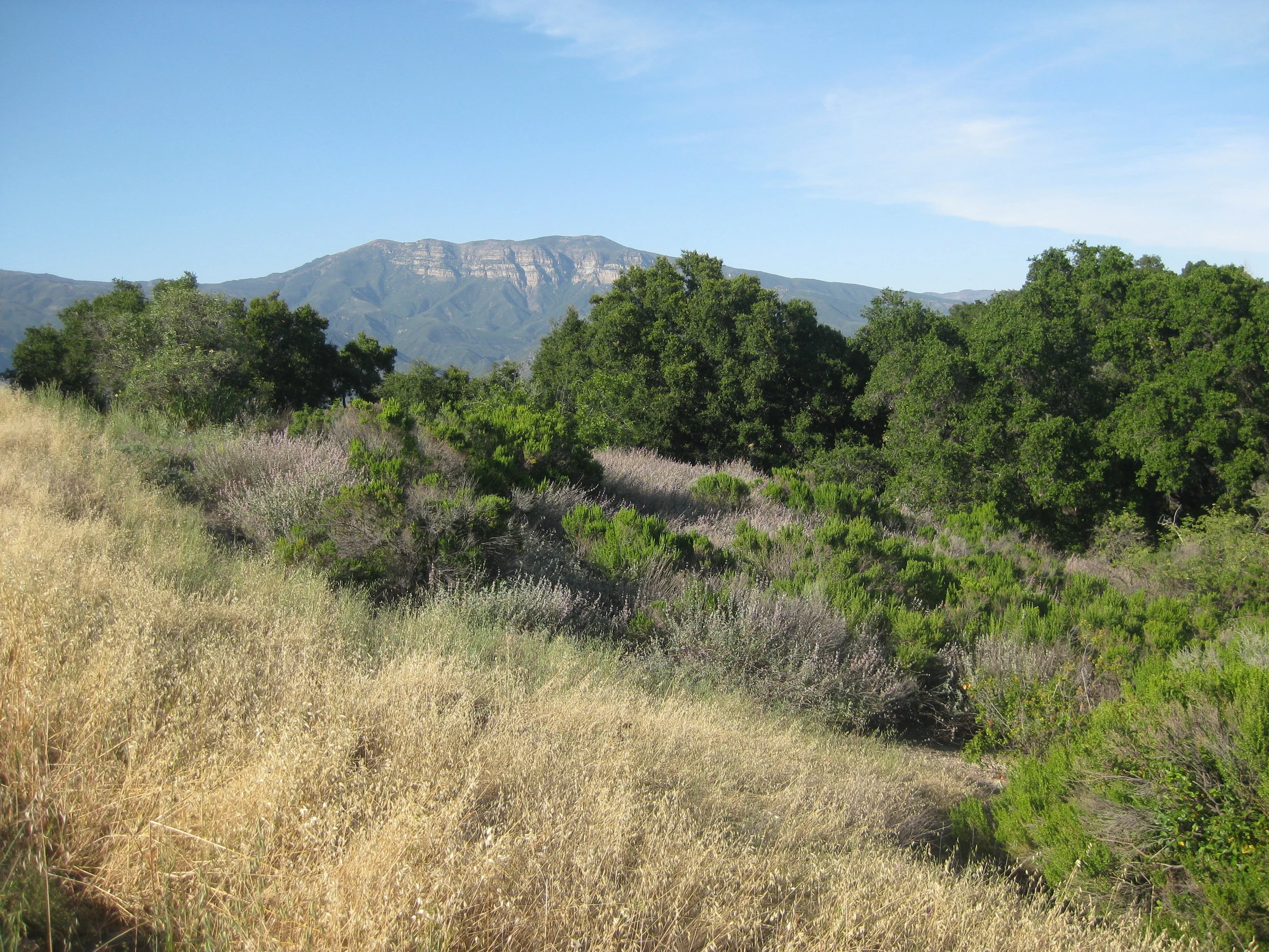 SUMMERTIME AT MEHER MOUNT with a view of the Topa Topa Bluffs. (Leslie Bridger photo, June 2011.)