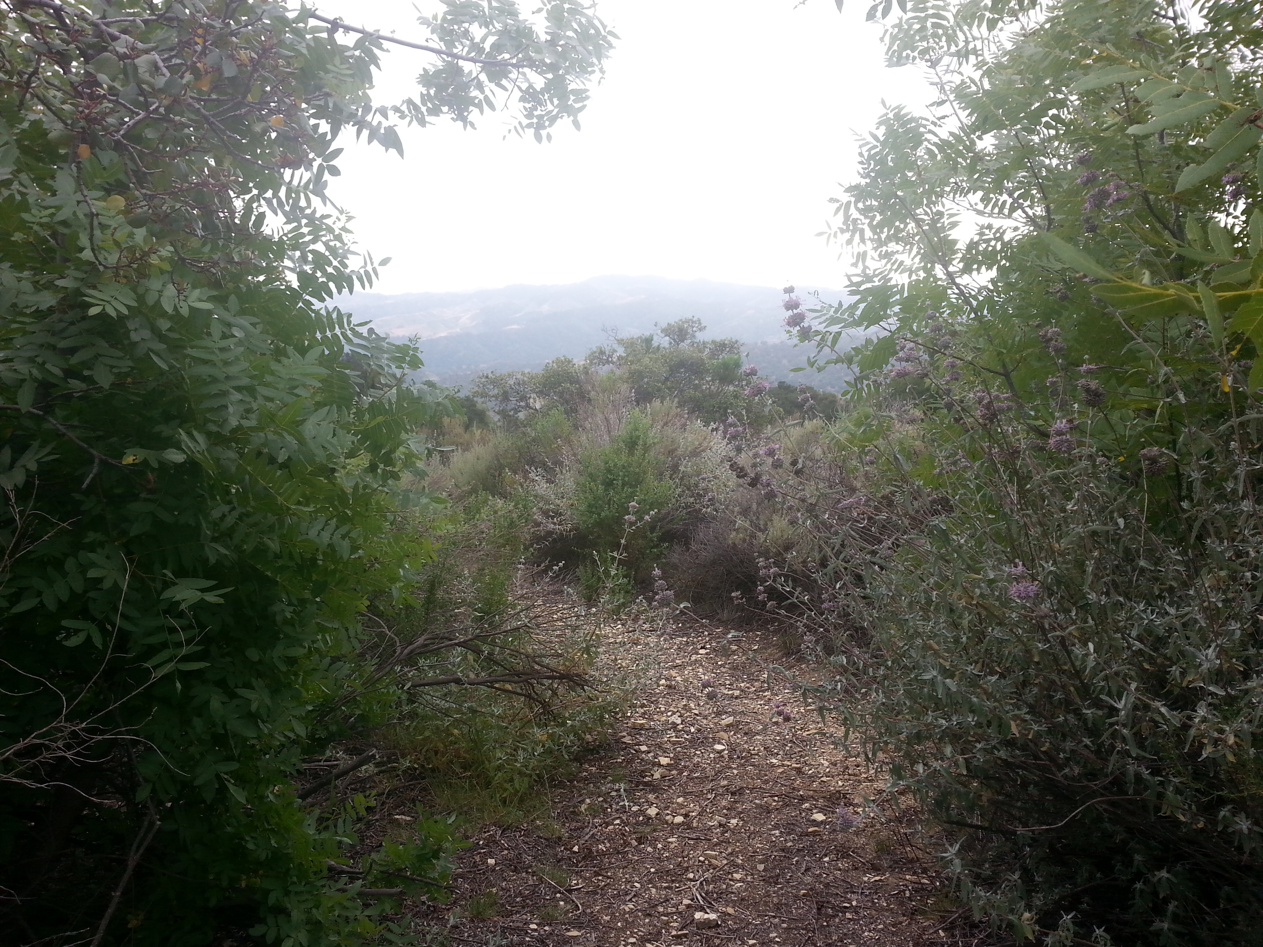 BRUSH ALONG the Prasad Orchard Trail needs to be trimmed to make way for the mowing equipment to reduce the fire risk in the Prasad Orchard at Meher Mount. (Stephanie Ervin photo, 2015.)