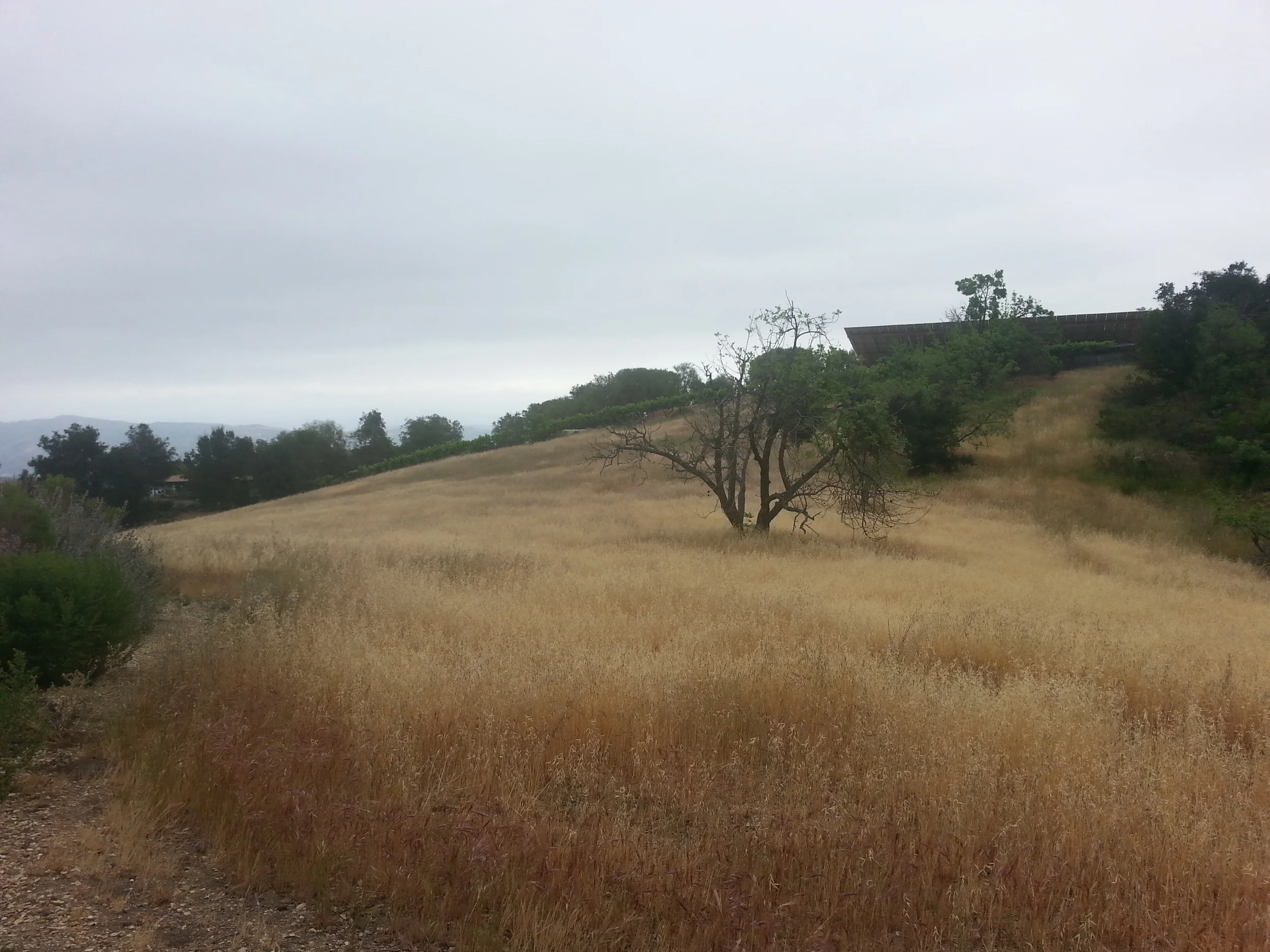 THE MEADOW known as the Prasad Orchard with tall grass that needs to be mowed. (Stephanie Ervin photo, 2015.)