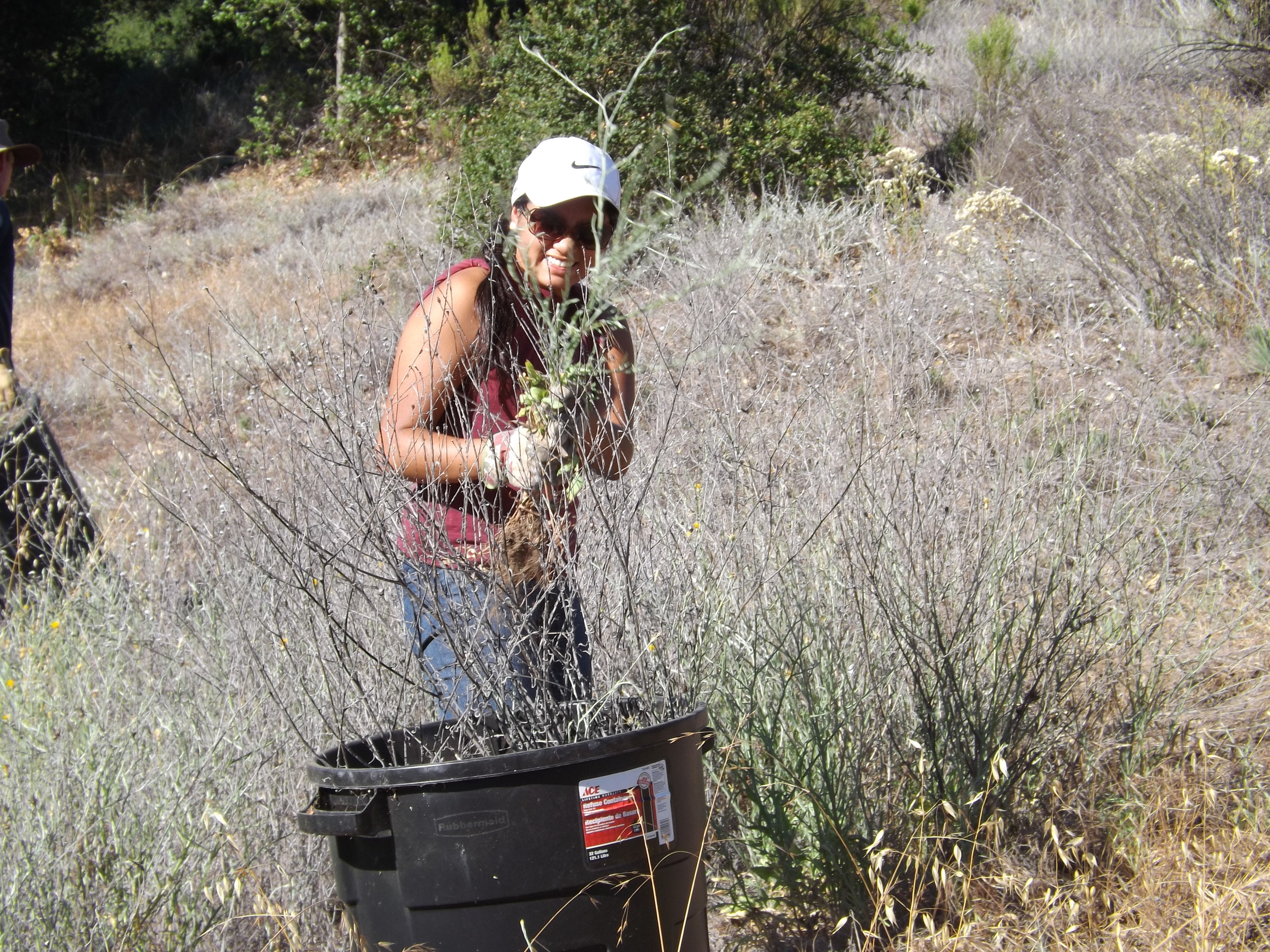 MICHELLE CHOUG filled barrels with Yellow Starthistle plants. (Photo: Leslie Bridger, 2012)