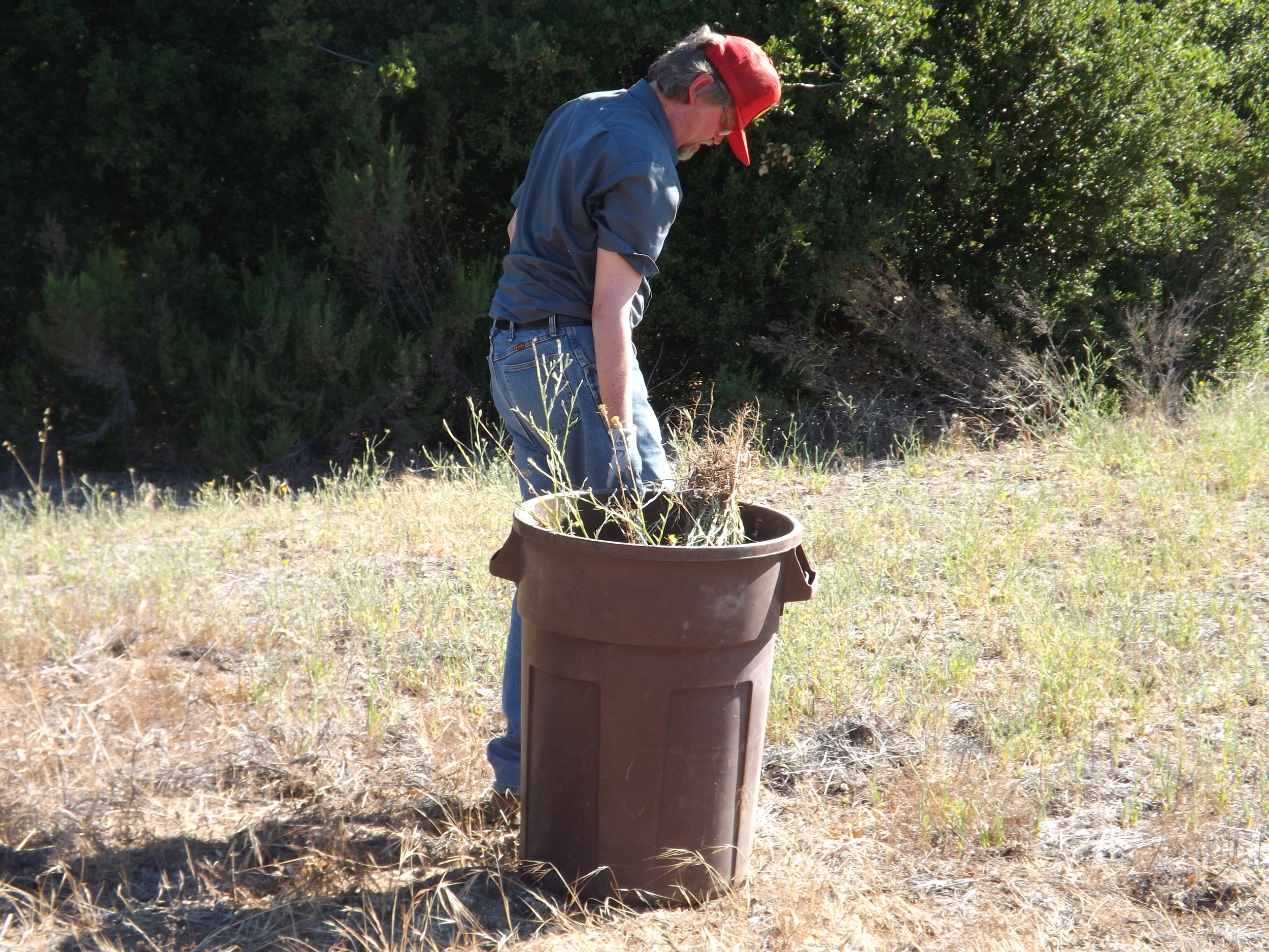 ERIC TURK has filled another barrel with Yellow Starthistle plants he removed from along the Well Road. (Photo: Leslie Bridger, 2012)