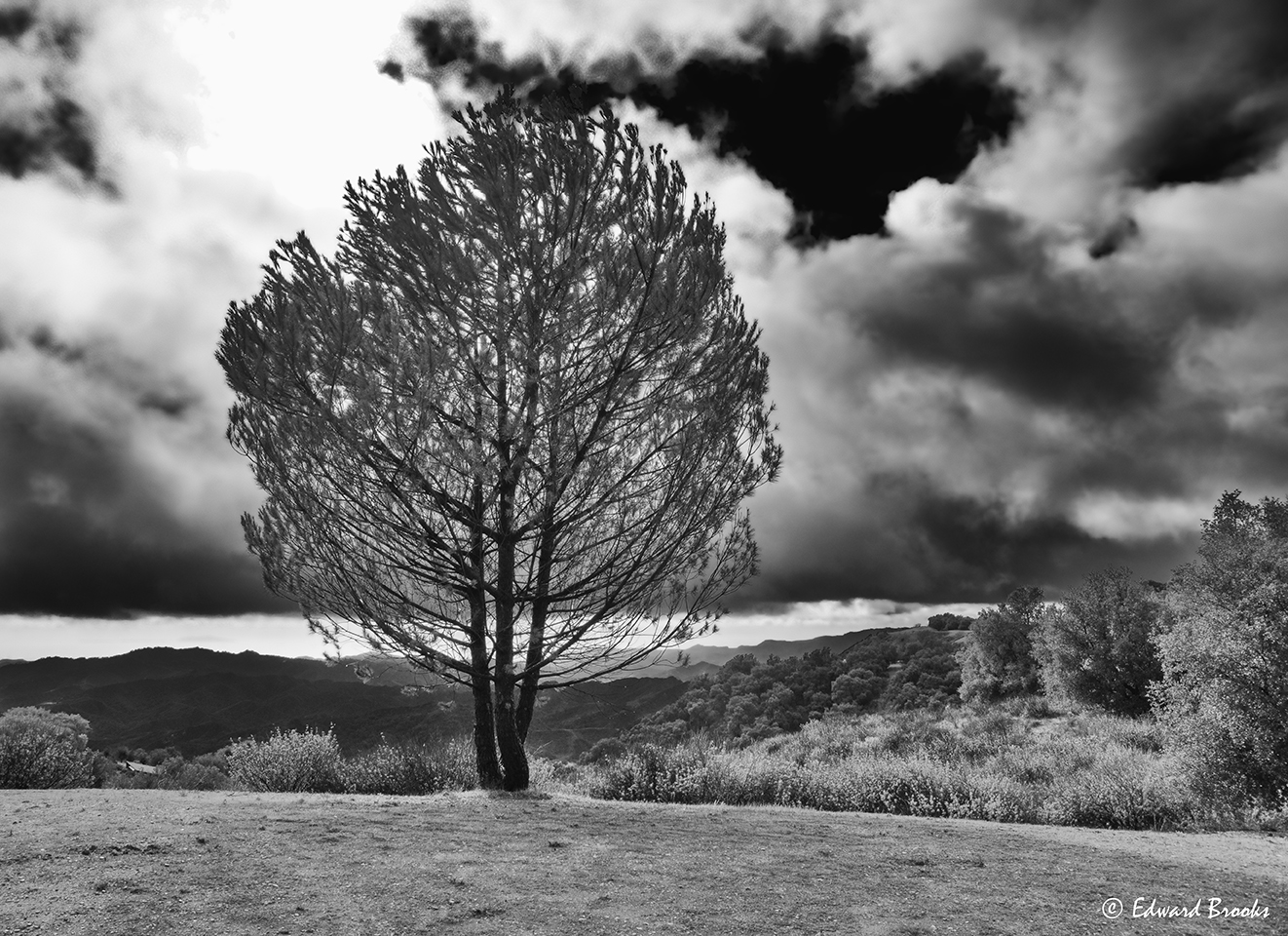  A LONE TREE at Meher Mount in Ojai, CA, with a view of the Pacific Ocean. (c) Edward Brooks, 2016.