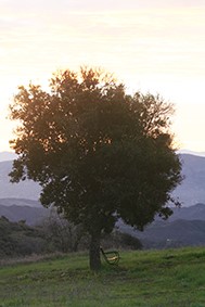 LISTENING TO THE SILENCE under a Coast Live Oak at Meher Mount. (Photo: Renate Moritz, 2017)