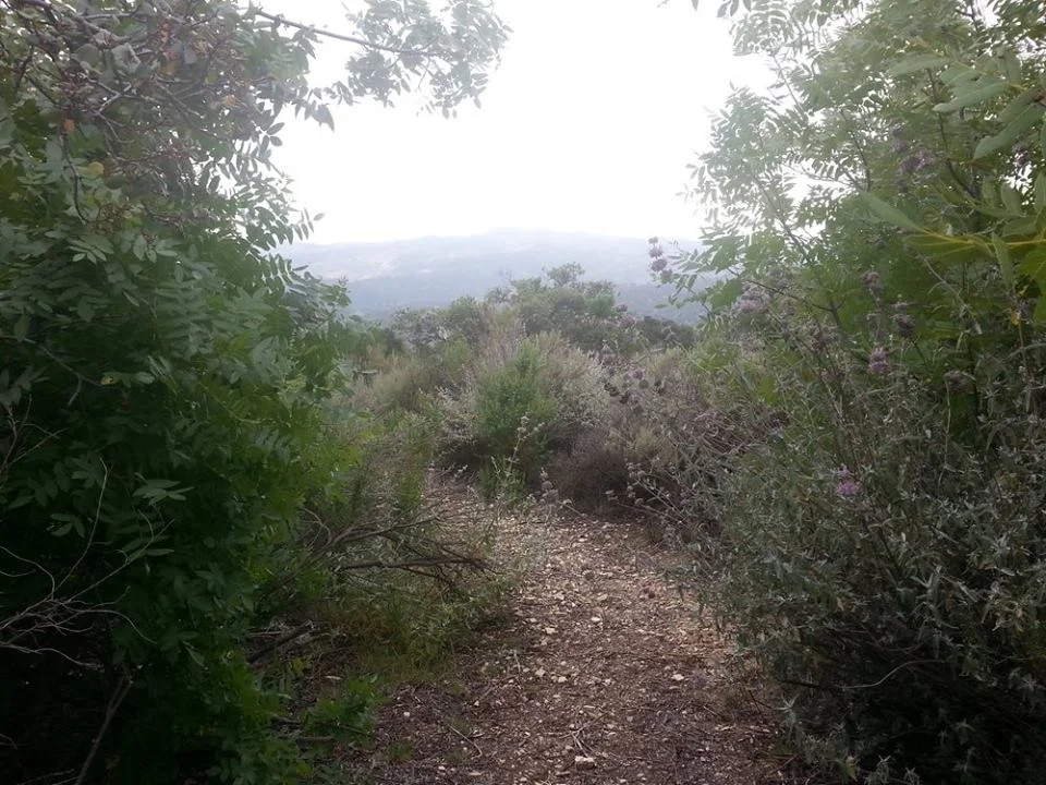 THE PRASAD ORCHARD TRAIL created during a Young Adult Sahavas at Meher Mount. (Photo: Stephanie Ervin, 2015)