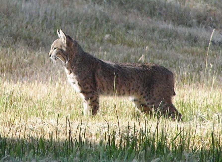 NOT ALL WILDLIFE are in Africa. There's a bobcat that regularly makes an early morning visit to Meher Mount. (Ray Johnston photo.) 
