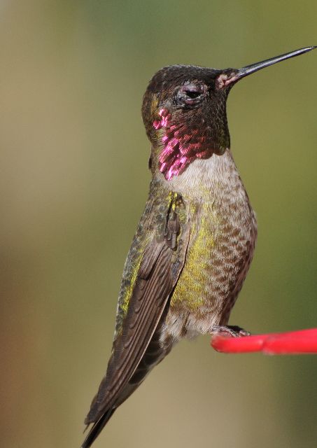ANNA'S HUMMINGBIRD at Meher Mount. (Photo: Ray Johnston) 