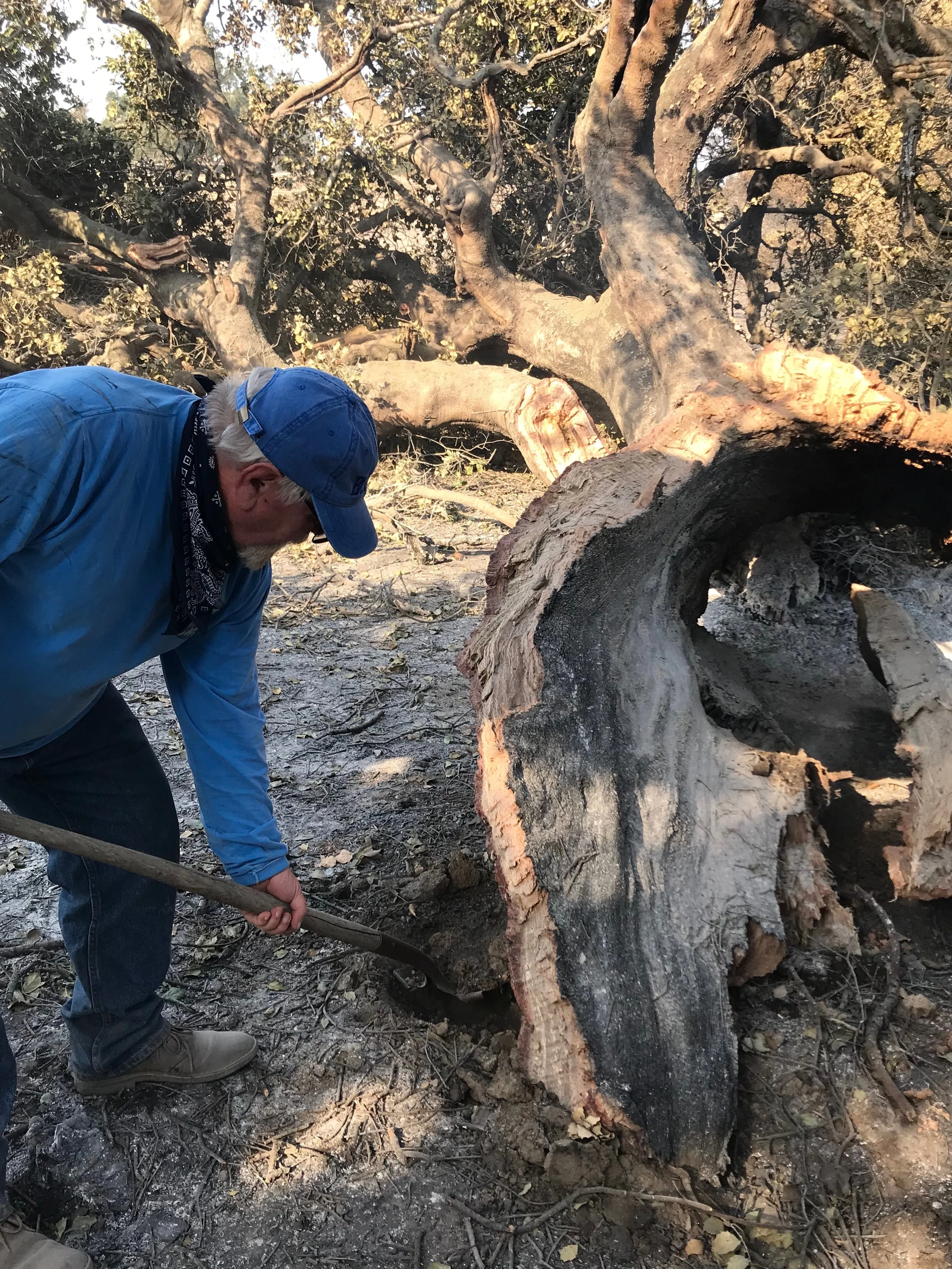 MANAGER/CARETAKER BUZZ GLASKY puts out smoldering hot spots near Baba's Tree. (Photo: Ginger Glasky, December 6, 2017)