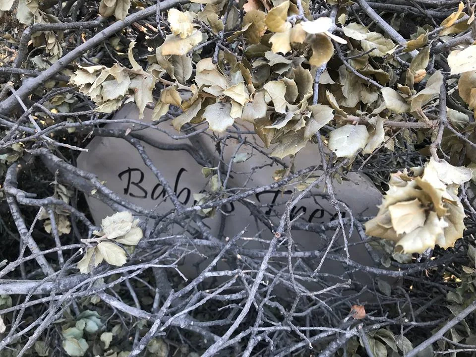 BRANCHES from Baba's Tree laying on top of the Baba's Tree sign. (Photo: Buzz Glasky, December 6, 2017)
