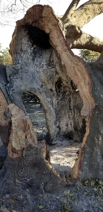 THE WIND CREATES a sculpture of part of Baba's Tree at Meher Mount. (Photo: Margaret Magnus, December 12, 2017)