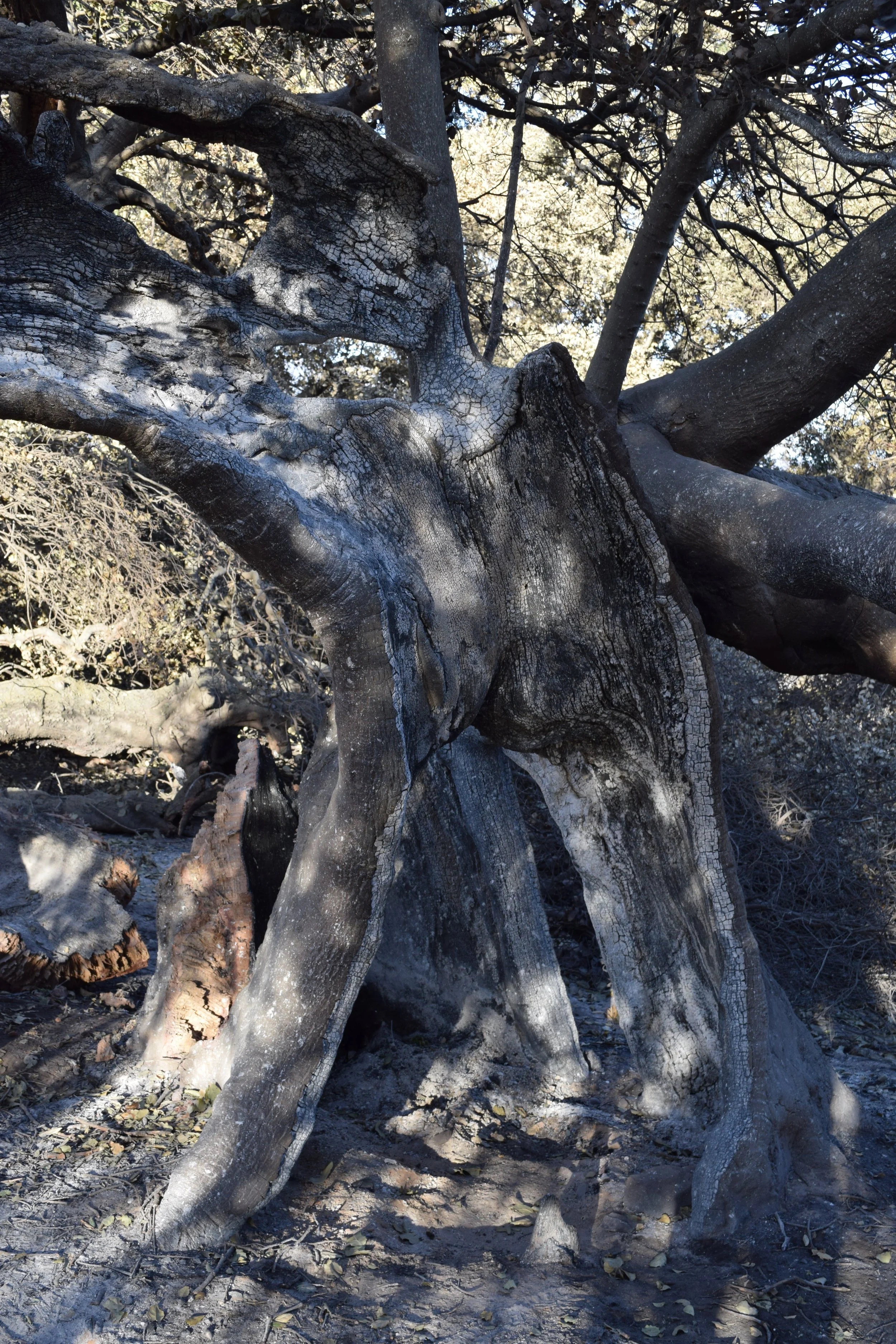 BABA'S TREE after the 2017 Thomas Fire struck Meher Mount. There are broken and detached limbs, but part of the main trunk, that was badly burned in 1985, is still standing. (Photo: Eric Turk, December 2017) 