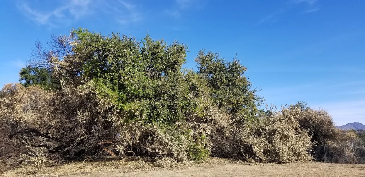 Signs of Life in Baba's Tree After the Thomas Fire — Meher Mount