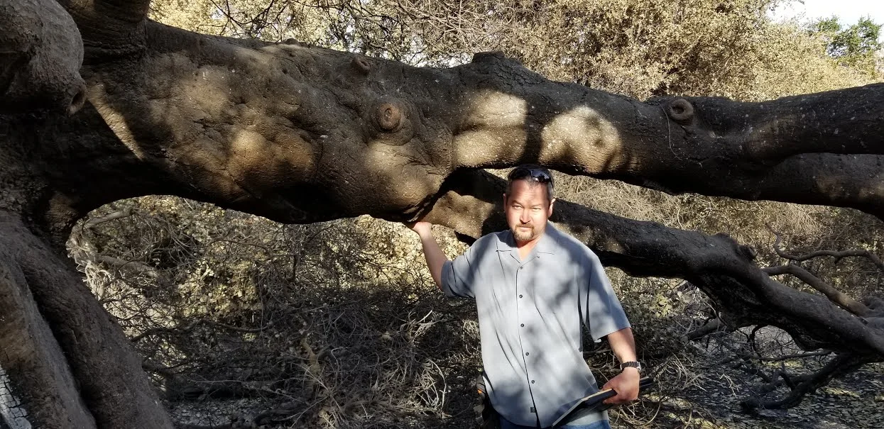 ARBORIST MICHAEL INABA identifying one of the limbs of Baba's Tree that shows signs of life and needs bracing to keep it from breaking off the main trunk. (Photo: Margaret Magnus, January 4, 2018)