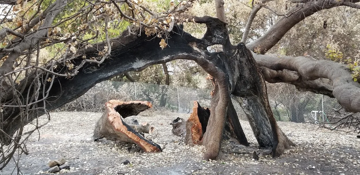 BABA'S TREE after the 2017 Thomas Fire struck the semi-hollow trunk already burned in the 1985 Ferndale Fire, called the New Life Fire by Meher Mount. (Photo: Margaret Magnus, February 13, 2018)