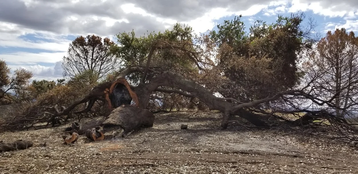 BABA'S TREE after the Thomas Fire and after harvesting of most of the dead wood and branches. (Photo: Margaret Magnus, February 13, 2018) 