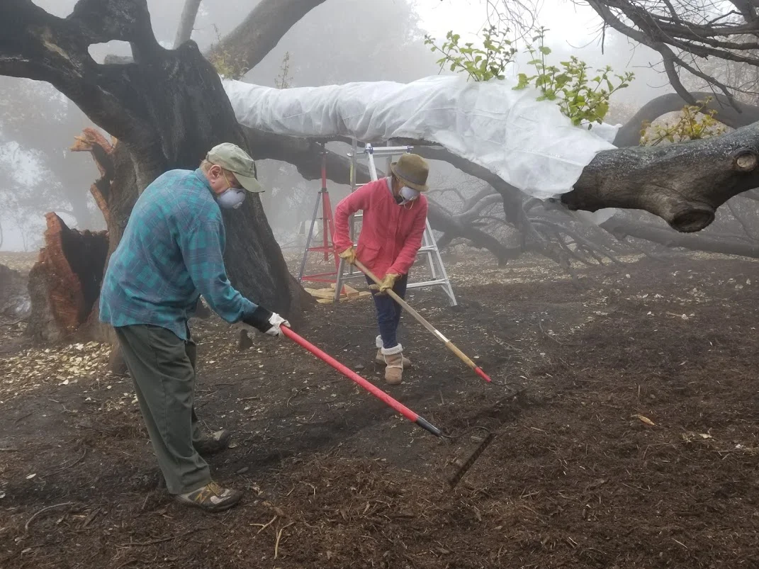 JIM WHITSON AND OANH HURLEY smoothing out the mulch under Baba's Tree at Meher Mount. The white material wrapped around the limb of Baba's Tree is for sunburn protection while the protective canopy grows back. (Photo: Margaret Magnus, March 10, 2018)