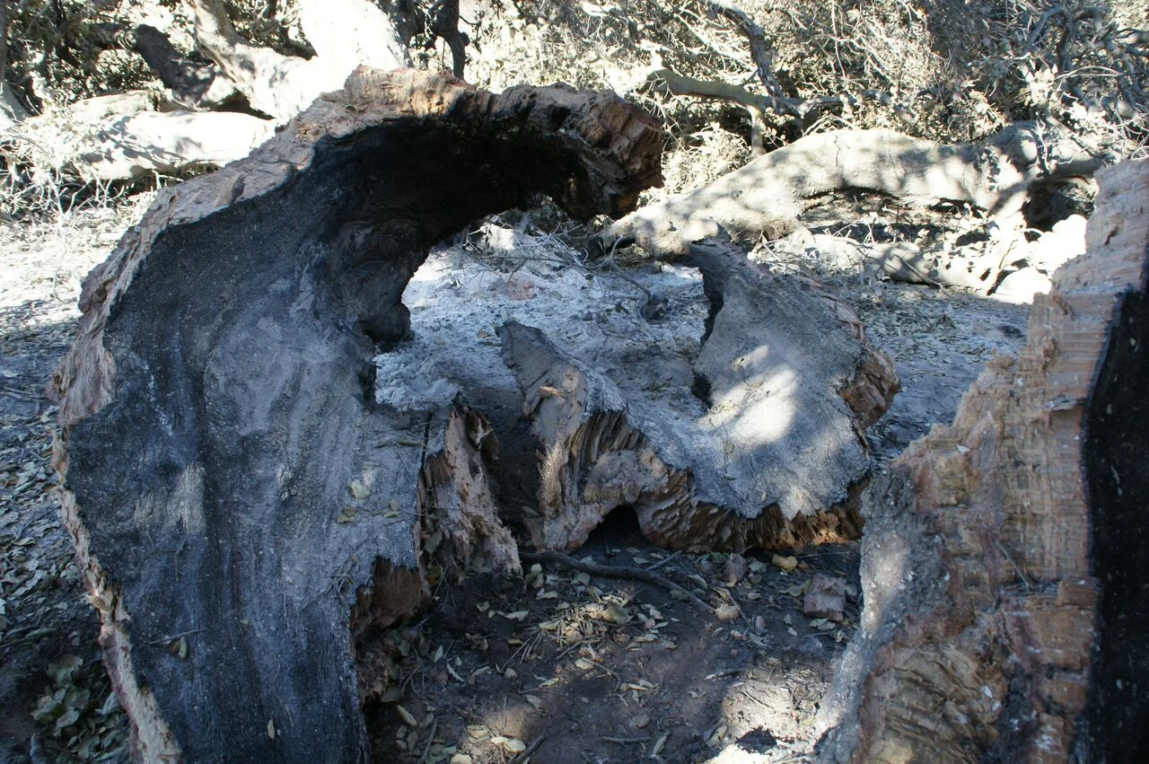BURNED PORTIONS OF BABA'S TREE after the December 4, 2017 Thomas Fire struck Meher Mount. (Photo: Byron Pinckert, December 21, 2017)