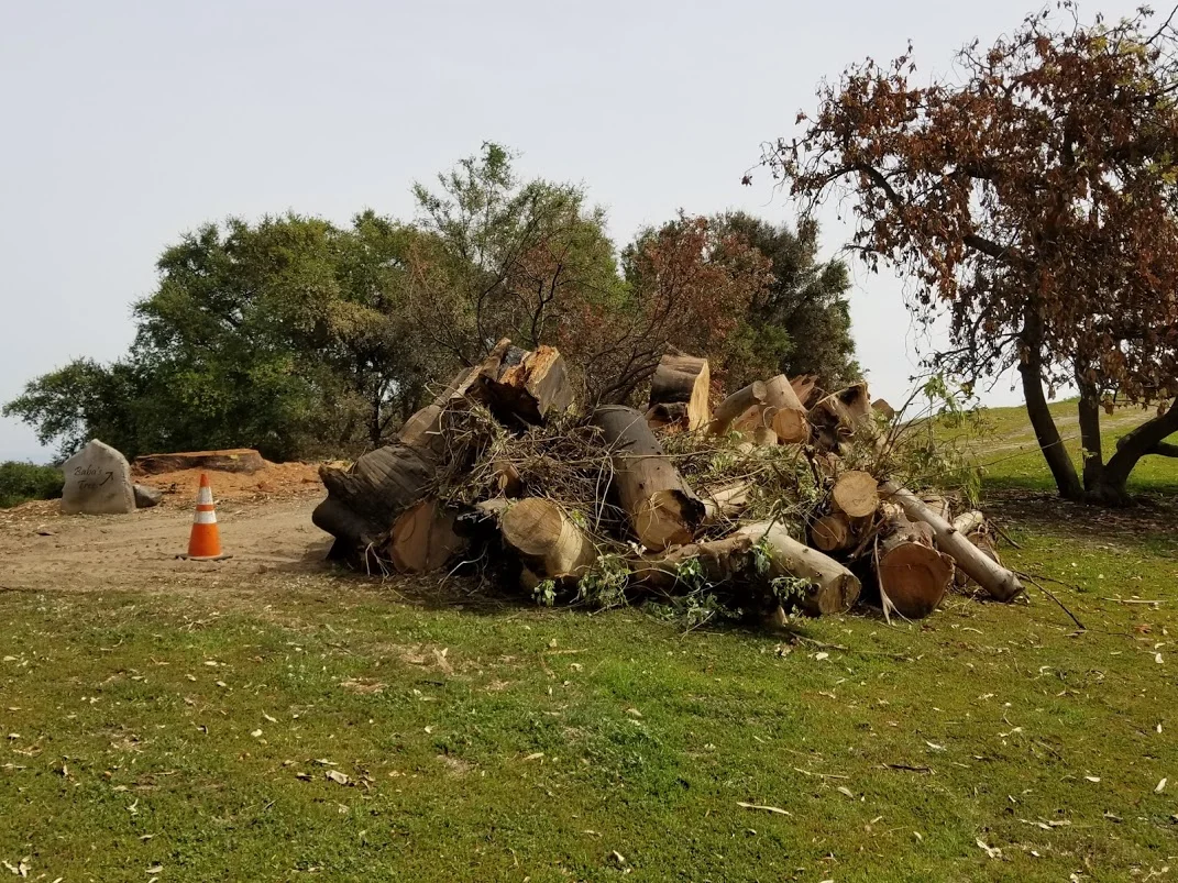 THE BIG EUCALYPTUS is tagged by Southern California Edison for removal. The tree service sent by SCE spent two days cutting down the tree. They returned later to haul away all the cut pieces seen here. (Photo: Margaret Magnus, April 3, 2018)
