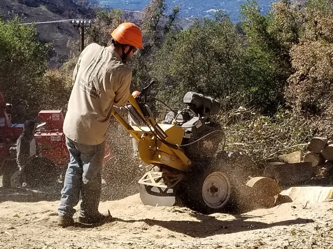 THE LNS TREE SERVICE crew ground out all the stumps of the eucalyptus trees at Meher Mount. (Photo: Margaret Magnus)
