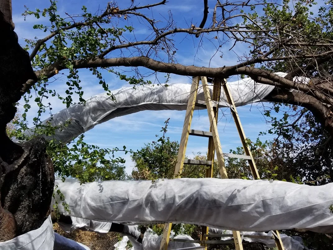 NEW GROWTH on Baba's Tree at Meher Mount which is wrapped in floating row cover for sunburn protection. (Photo: Margaret Magnus, April 21, 2018)