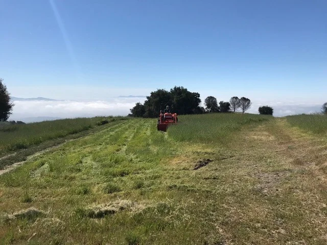 ROBERT TURNAGE takes a first pass at mowing the almost-waist-high grass in the meadow to Baba's Tree. Interim Caretaker Cassandra Bramucci has kept the paths to Baba's Tree cleared after the grasses started to grow. (Photo: Kristina Somma, April 2018)
