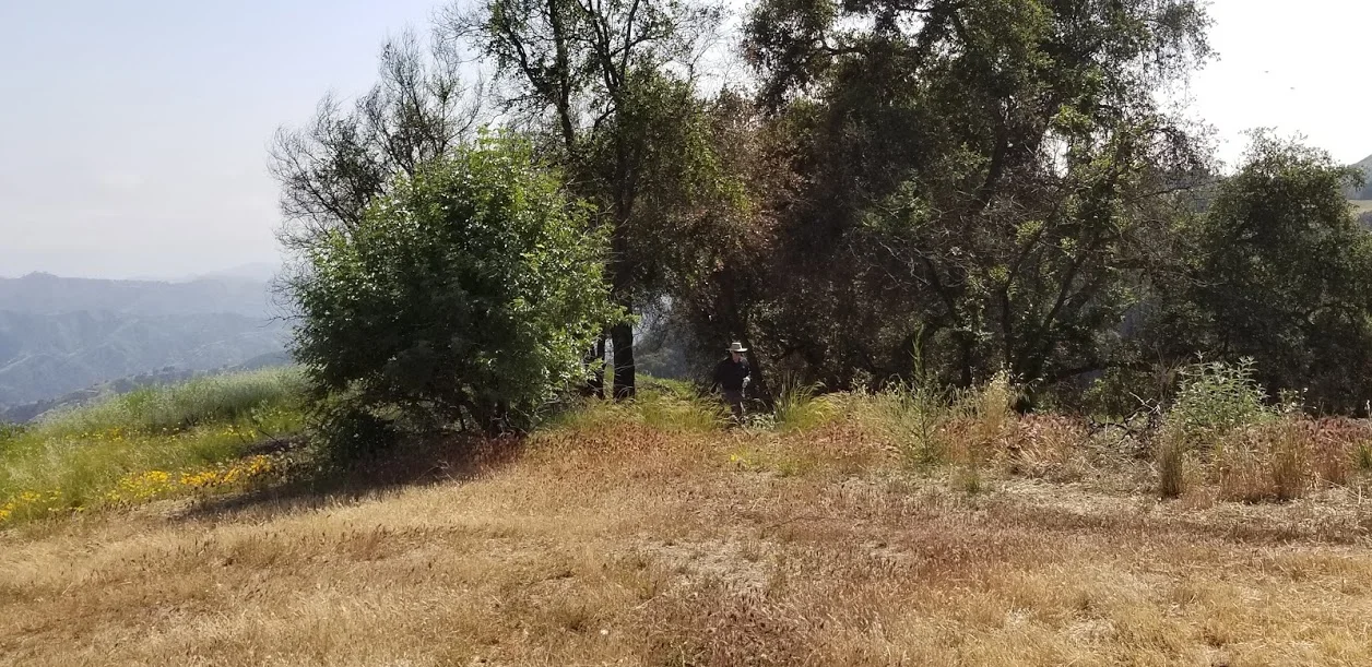 ONE PERSON CAN’T DO IT ALONE. Sam Ervin at Meher Mount in the weeds to be mowed as part of the ongoing fire prevention effort. (Photo: Margaret Magnus, May 19, 2018)