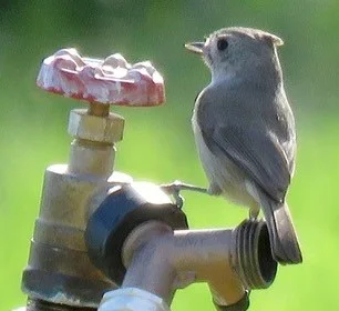 OAK TITMOUSE at the water spigot at Meher Mount. (Photo: Adele Fergusson, Ventura Audubon Society , January 2019)