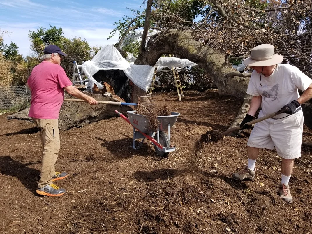ROBERT TURNAGE & JIM WHITSON are helping to spread 24-cubic yards of professional mulch under Baba’s Tree at Meher Mount to hold in moisture and provide nutrients. (Photo: Margaret Magnus, April 21, 2018)