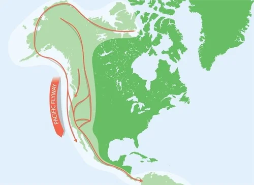 The Pacific Flyway - The Annual Bird Migration — Meher Mount