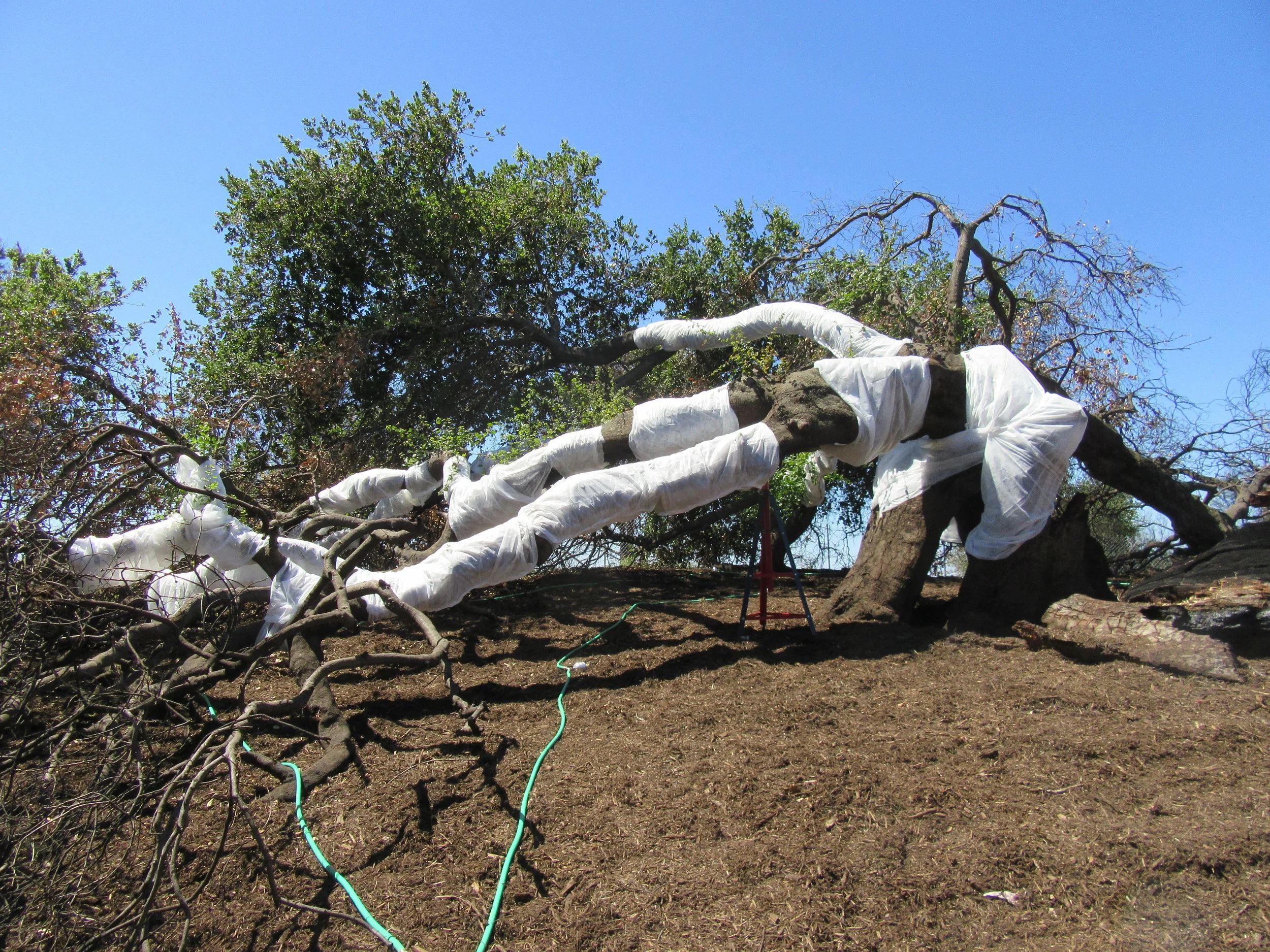Saving Baba's Tree: Burned branches sheltered mystic — Meher Mount