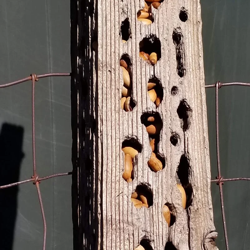 AN ACORN GRANARY created by the Woodpeckers in the fence posts by the swimming pool/reservoir at Meher Mount. (Photo: Margaret Magnus)