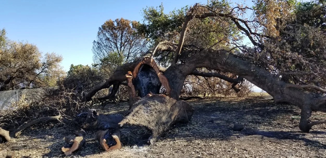BABA’S TREE at Meher Mount two months after the December 2017 Thomas Fire and high winds burned the tree and toppled the canopy. (Photo: Margaret Magnus, February 7, 2018)