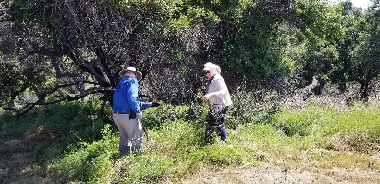 SAM ERVIN & AGNES MONTANO are clearing the dead branches near Baba’s Tree at Meher Mount for extra fire protection. (Photo: Margaret Magnus, June 5, 2019)