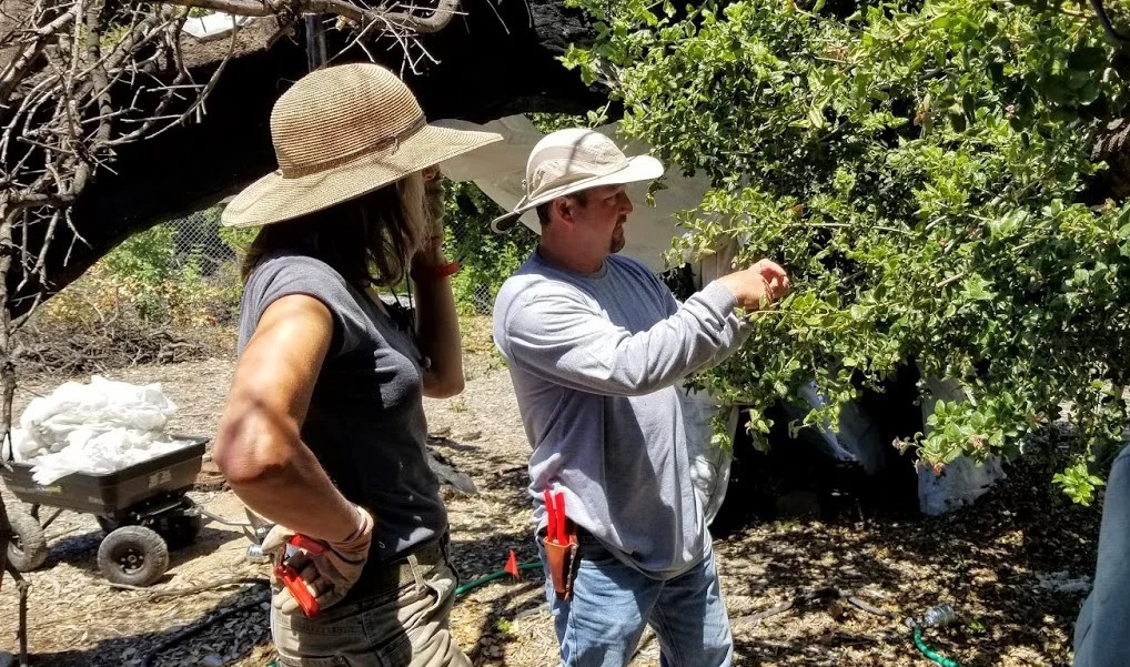 ARBORIST MICHAEL INABA shows new Manager/Caretaker Ellen Kwiatkowski and Board President Sam Ervin how to change the floating row cover and trim the new branches on Baba’s Tree. (Photo: Margaret Magnus, June 22, 2019)