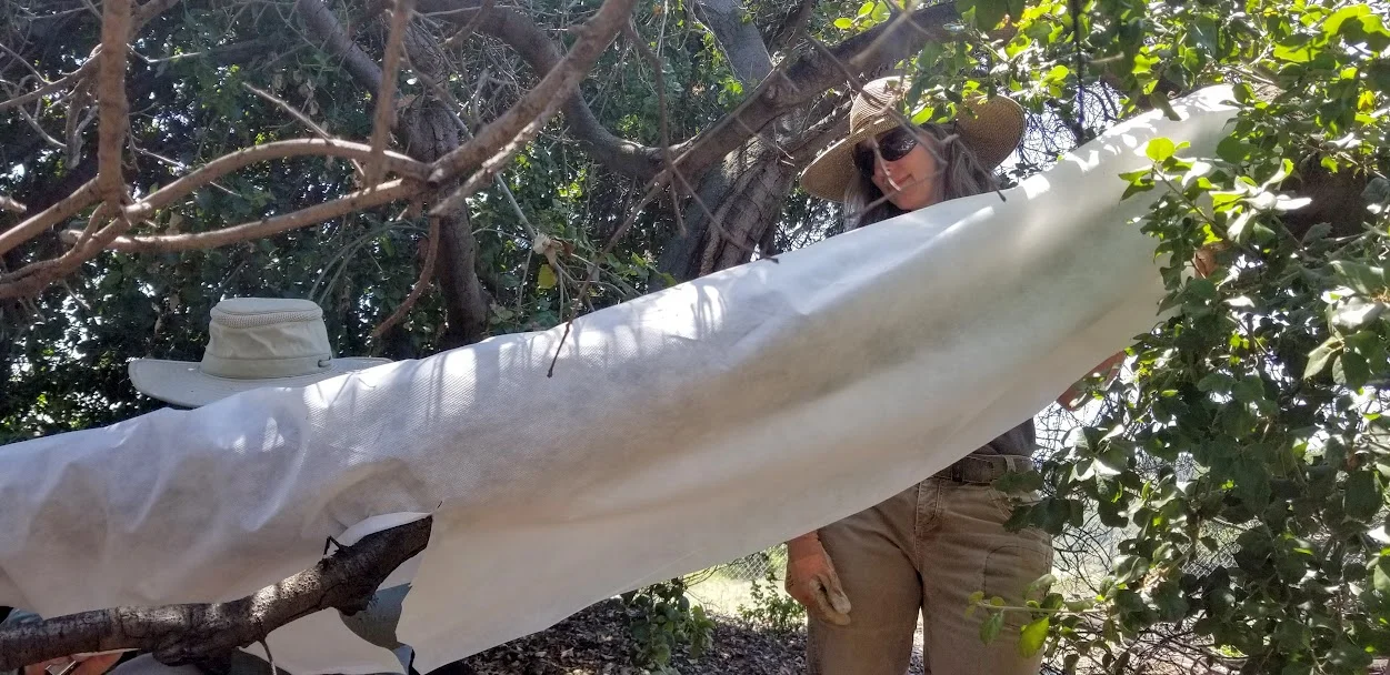 ELLEN KWIATKOWSKI is learning about caring for Baba’s Tree care from ISA Certified Arborist Michael Inaba. (Photo: Margaret Magnus, June 22, 2019)