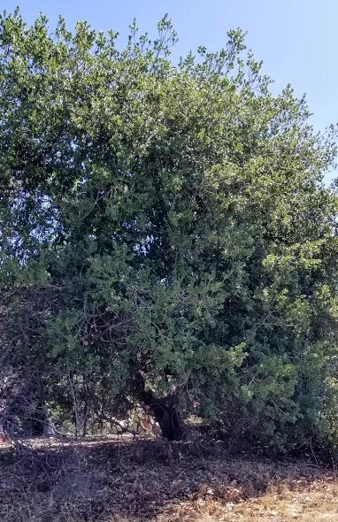 BABY BABA’S TREE more than 18 months after the December 2017 Thomas Fire at Meher Mount. This tree has benefited from the care, love and nurturing given to nearby Baba’s Tree. (Photo: Margaret Magnus, June 5, 2019)