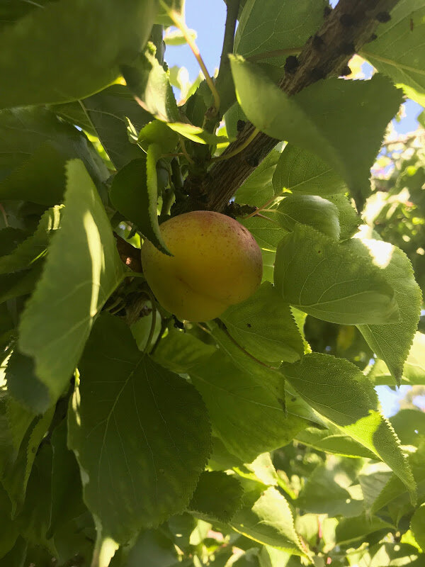 "This old apricot tree, normally used for its cooling shade, produced the first fruit that we have ever seen. There are actually five apricots, and we decided the tree was welcoming Ellen and Eric," Buzz Glasky, June 28, 2019. (Text and Photo: Buzz Glasky)