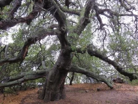 "Under Baba's Tree" - A Poem 