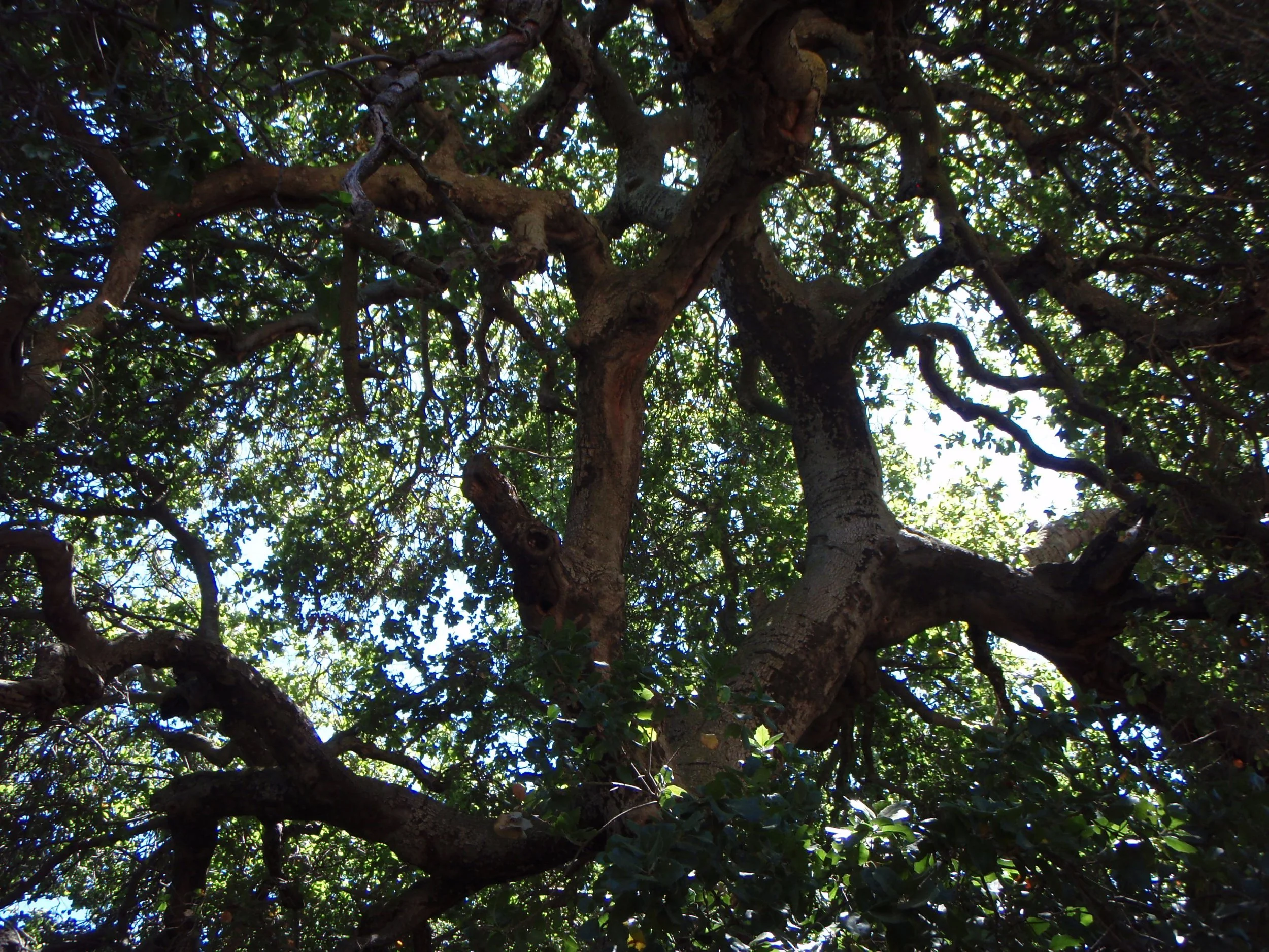 “Oh yeah, right, dad.  Sure.  It’s a tree.  Big deal.”